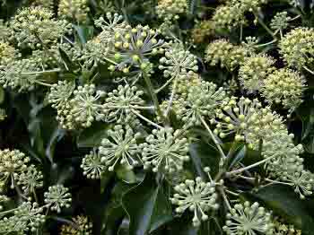 Hedera late flowers for bees